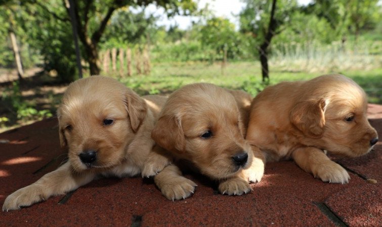 Golden retriever