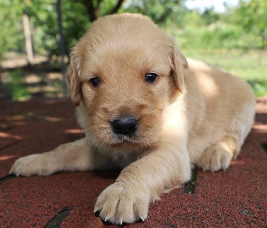 Golden retriever