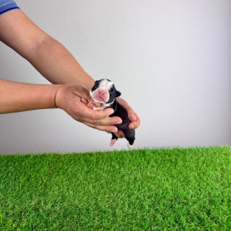 Boston terrier