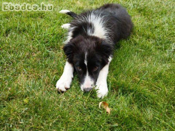 4 hónapos Border Collie fajtiszta jellegű kiskuya