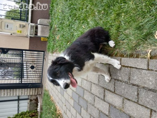 4 hónapos Border Collie fajtiszta jellegű kiskuya