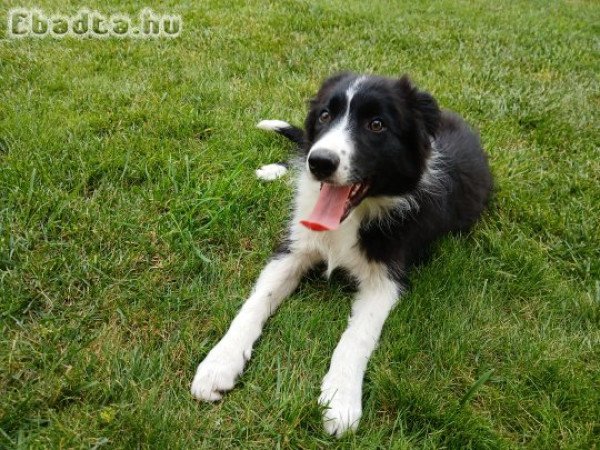 4 hónapos Border Collie fajtiszta jellegű kiskuya