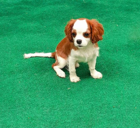 Törzskönyves Cavalier King Charles Spániel