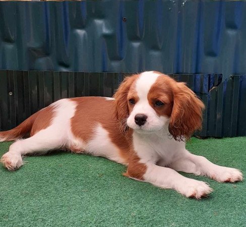 Törzskönyves Cavalier King Charles Spániel