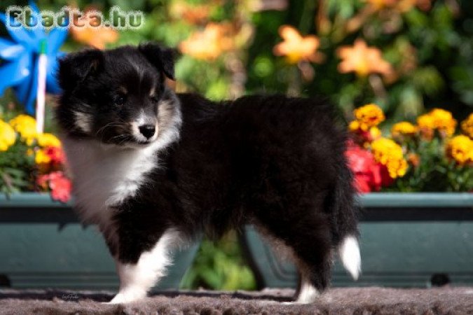 Sportcélra tenyésztett sheltie kölyök eladó.