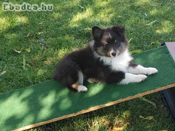 Sportcélra tenyésztett sheltie kölyök eladó.