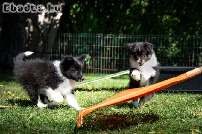 Sportcélra tenyésztett sheltie kölyök eladó.