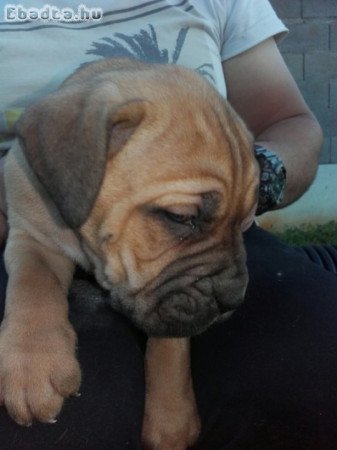 Cane corso kiskutyák