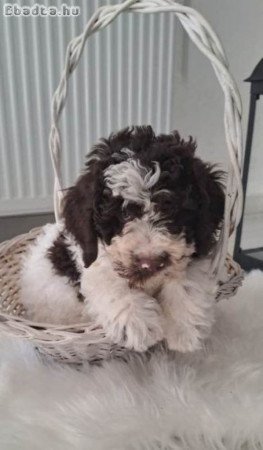 Lagotto Romagnolo kölykök