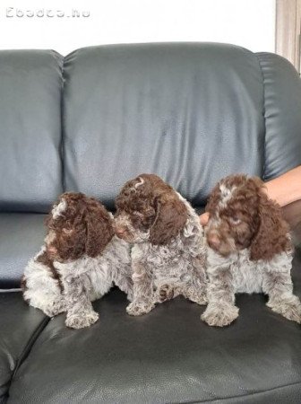 Lagotto Romagnolo kölykök