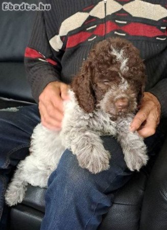 Lagotto Romagnolo kölykök