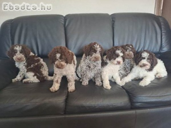 Lagotto Romagnolo kölykök