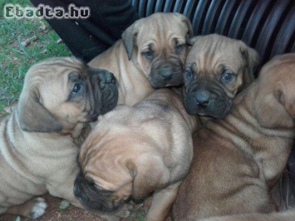 Cane corso kiskutyák