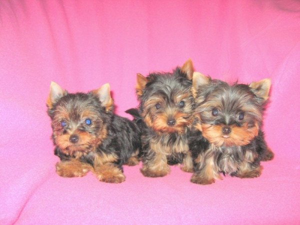 Yorkshire Terrier