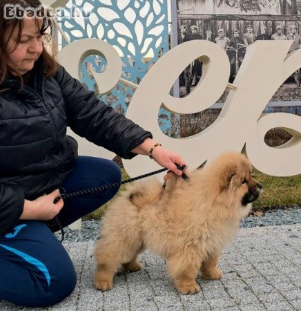 Csau csau gyönyörű kislány