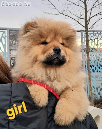 Csau csau gyönyörű kislány