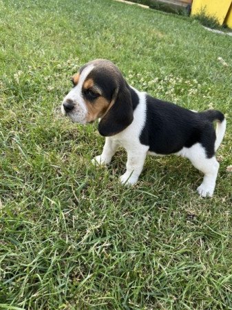 beagle