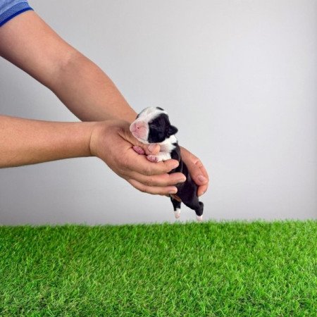Boston terrier