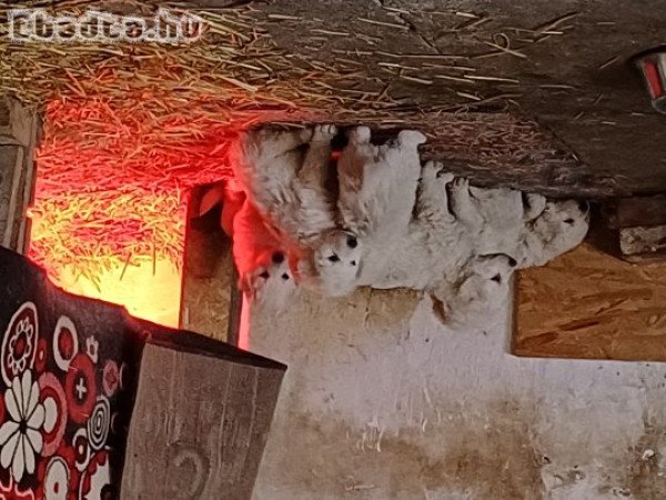 Kuvasz kölykök eladók