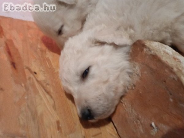 Kuvasz kölykök eladók