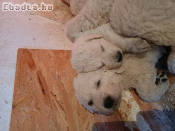Kuvasz kölykök eladók