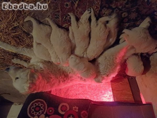 Kuvasz kölykök eladók