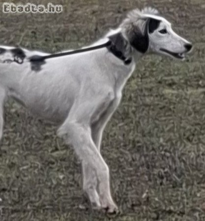 Saluki Perzsa agár