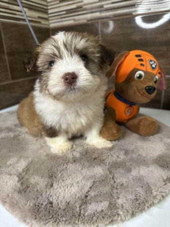 Bichon Havanese