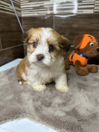 Bichon Havanese