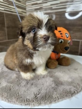 Bichon Havanese