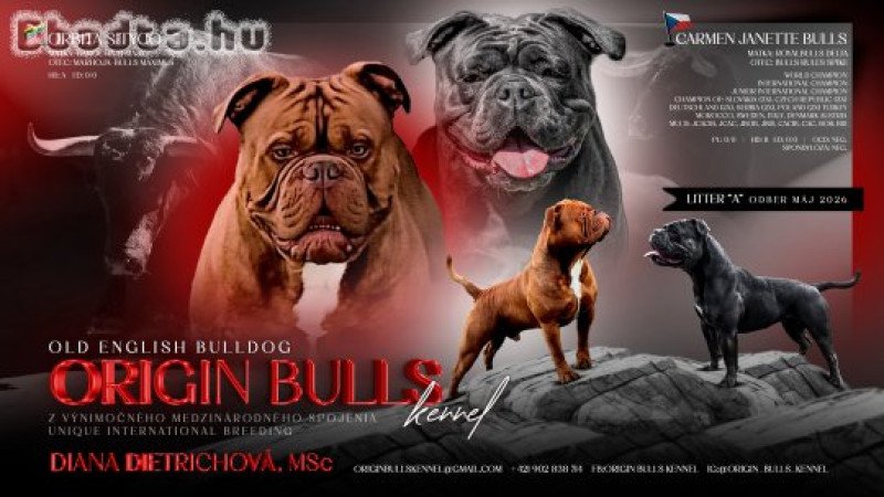 Óangol bulldog - Old English Bulldog