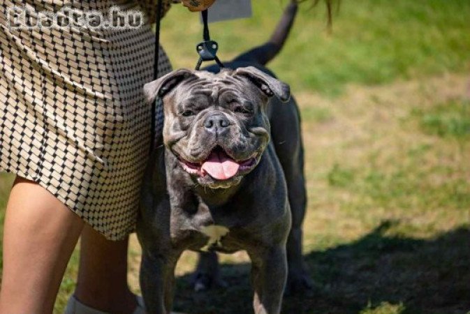 Óangol bulldog - Old English Bulldog
