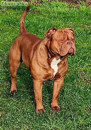 Óangol bulldog - Old English Bulldog