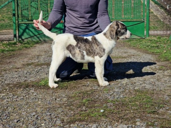 Közép ázsiai juhász