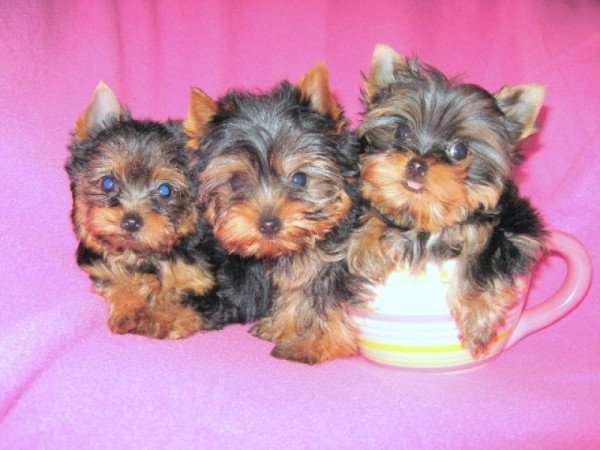 Yorkshire Terrier