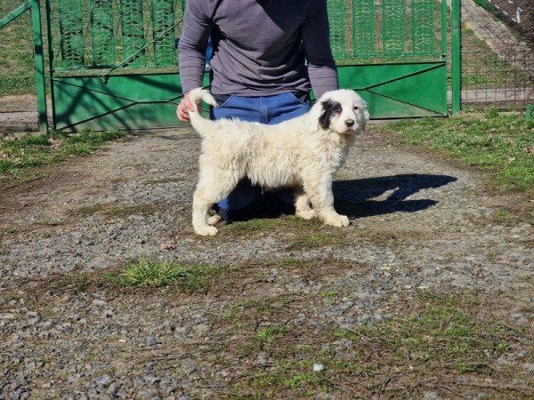 Közép ázsiai juhász