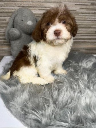 Bichon Havanese