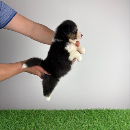 Törzskönyves Ausztrál juhászkutya kiskutya