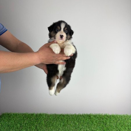 Törzskönyves Ausztrál juhászkutya kiskutya