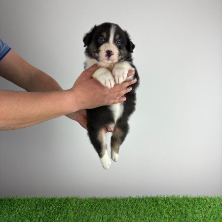 Törzskönyves Ausztrál juhászkutya kiskutya