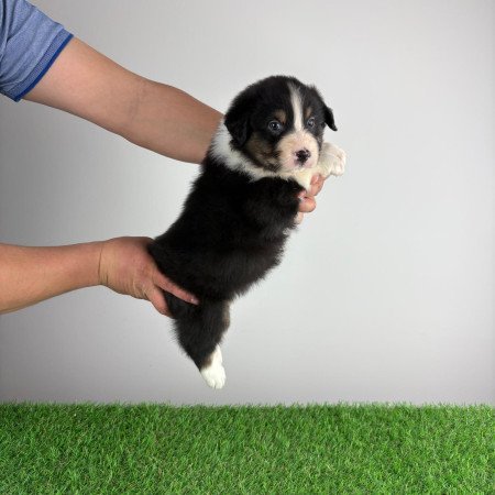 Törzskönyves Ausztrál juhászkutya kiskutya