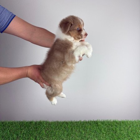 Törzskönyves Ausztrál juhászkutya kiskutya