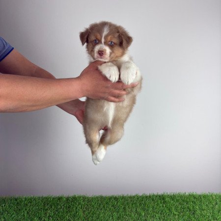 Törzskönyves Ausztrál juhászkutya kiskutya