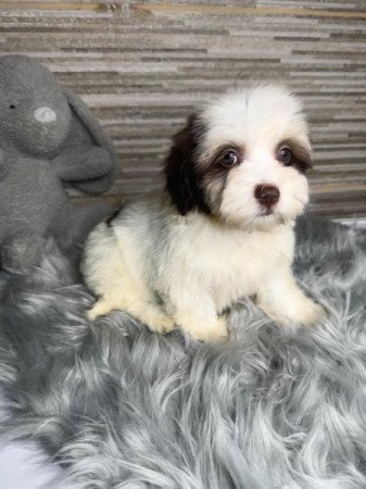 Bichon Havanese