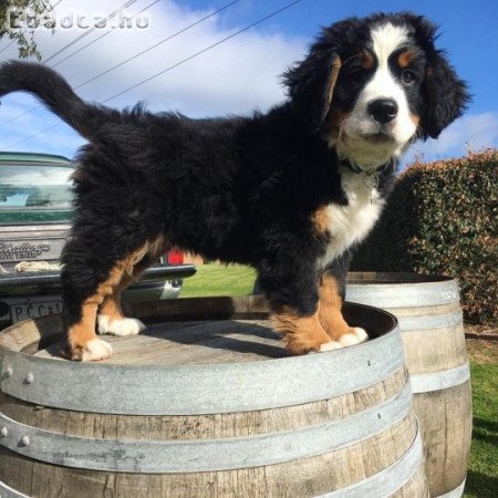 Berni pásztorkutya kölykök