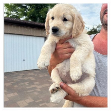 Golden retriever