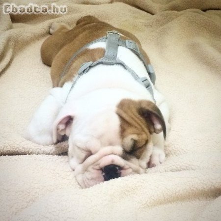 Angol bulldog kölykök