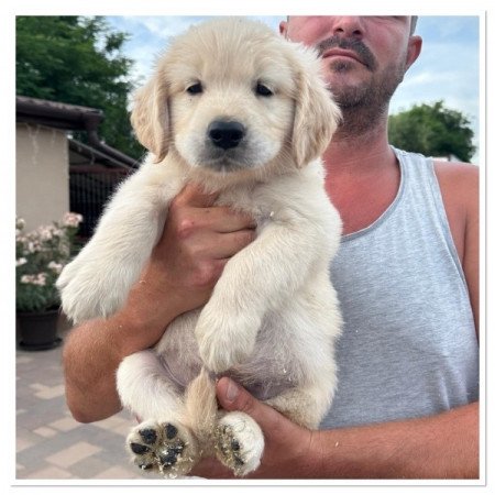 Golden retriever