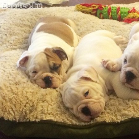 Angol bulldog kölykök