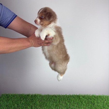 Ausztrál juhászkutya